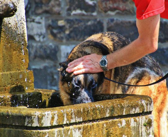 Comment protéger son chien de la chaleur en été