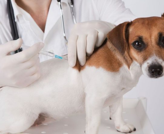 Quand faut-il vacciner son chien ?
