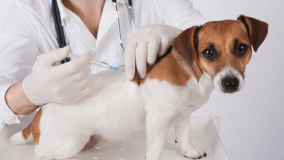 Quand faut-il vacciner son chien